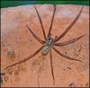 Eratigena atrica